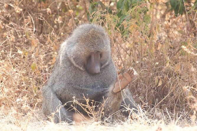 Full Day Private Akagera National Park Safari Tour in Rwanda - Lake Ihema and the possible boat cruise