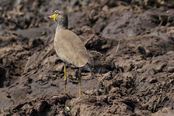 Full Day Private Akagera National Park Safari Tour in Rwanda - What to pack for a long day outside