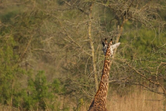 Full Day Private Akagera National Park Safari Tour in Rwanda - Entering Akagera’s 1,200 square kilometers