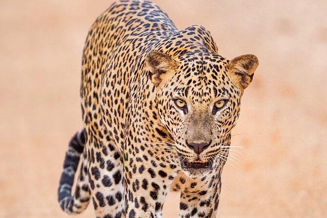 Full-Day Private Akagera National Park Tour with Lunch - Key points at a glance