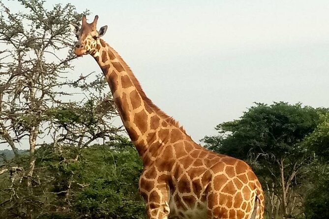 Full-Day Private Akagera National Park Tour with Lunch - Why this Akagera day trip is worth considering