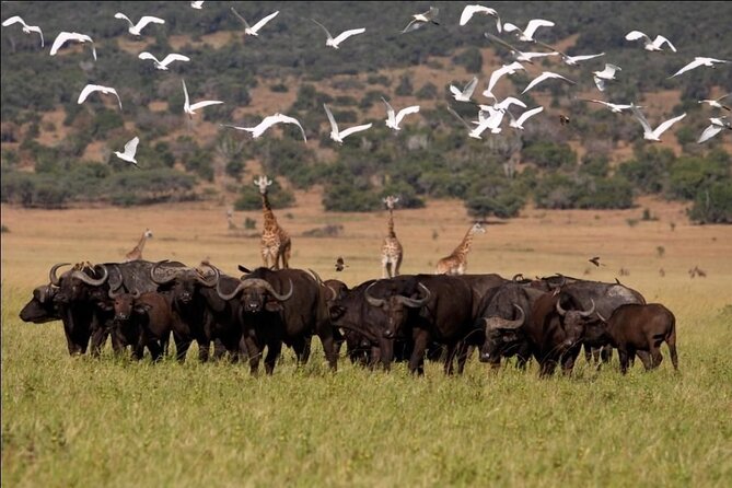 Full-Day Private Akagera National Park Tour with Lunch - Lunch at Mahindi coffee shop