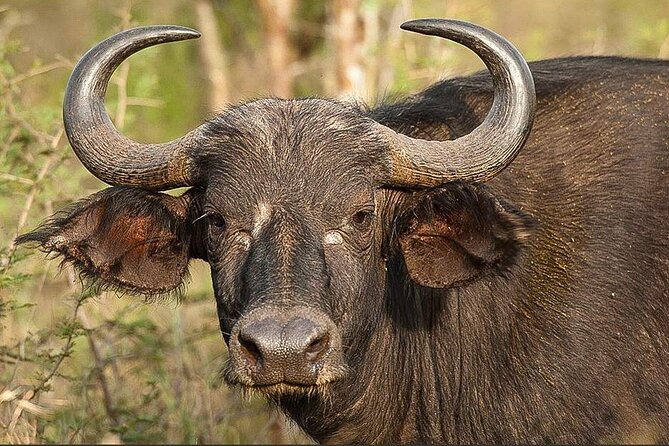 Full-Day Private Akagera National Park Tour with Lunch - What the private format really adds