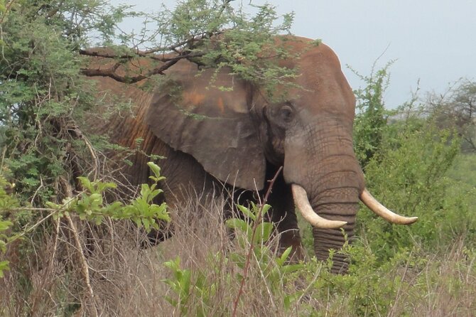 Full-Day Private Akagera National Park Tour with Lunch - Is $714.29 per person good value?
