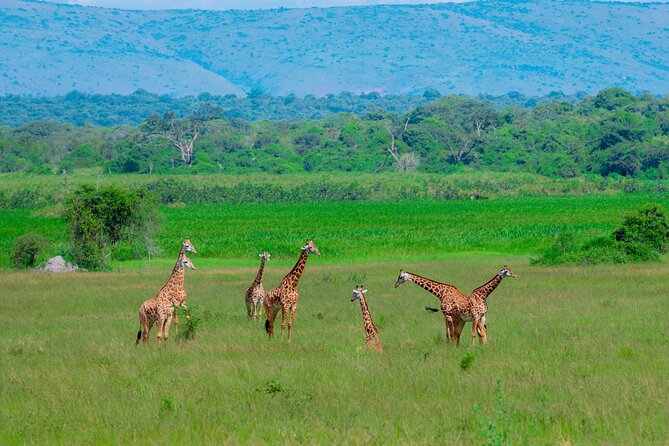 Full-Day Private Safari of Akagera National Park with Lunch - Leaving Kigali before sunrise