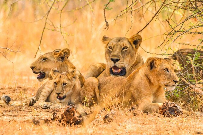 Full Day Shared Akagera Safari Tour with Lunch and Coffee - Why Akagera makes sense from Kigali