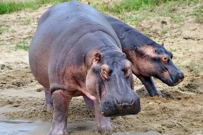 Full Day Shared Akagera Safari Tour with Lunch and Coffee - Lunch, vegetarian food, and simple comforts