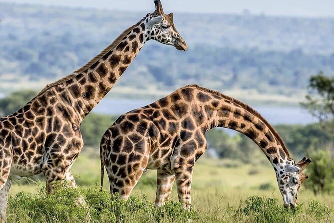 Full Day Shared Akagera Safari Tour with Lunch and Coffee - A short break at the Imigongo Art Center