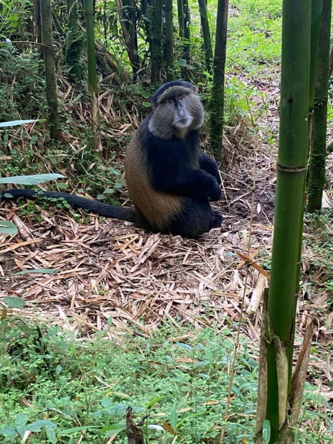 Golden Monkey Trekking with lunch - Booking details worth checking