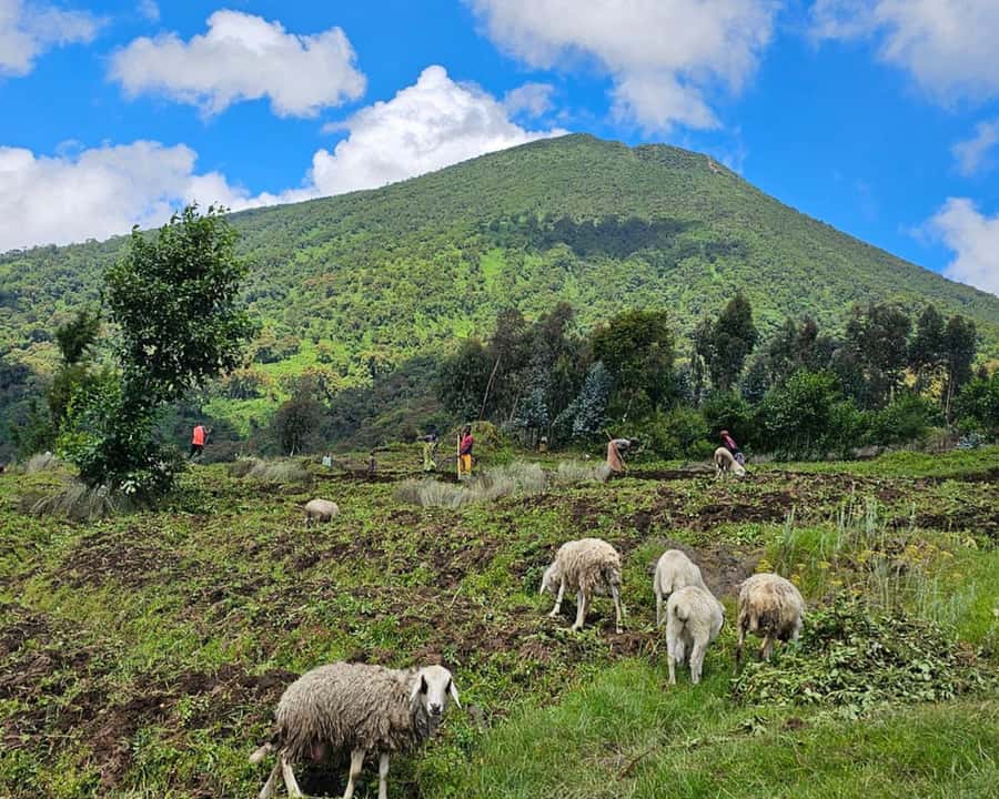 Golden Monkey Trekking with lunch - Why this Kigali day trip works
