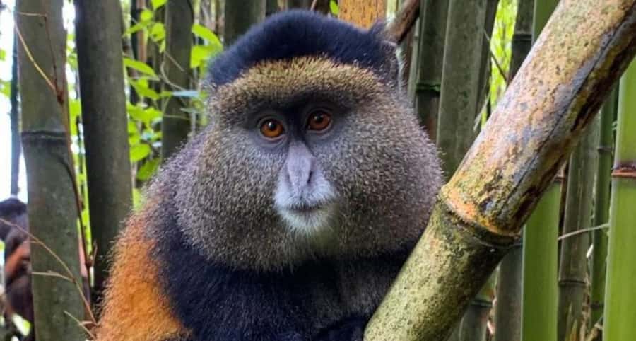 Golden Monkey Trekking with lunch - What the guide and private vehicle add