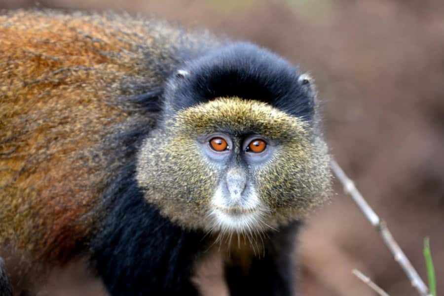 Golden Monkey Trekking with lunch - Lunch and the afternoon return