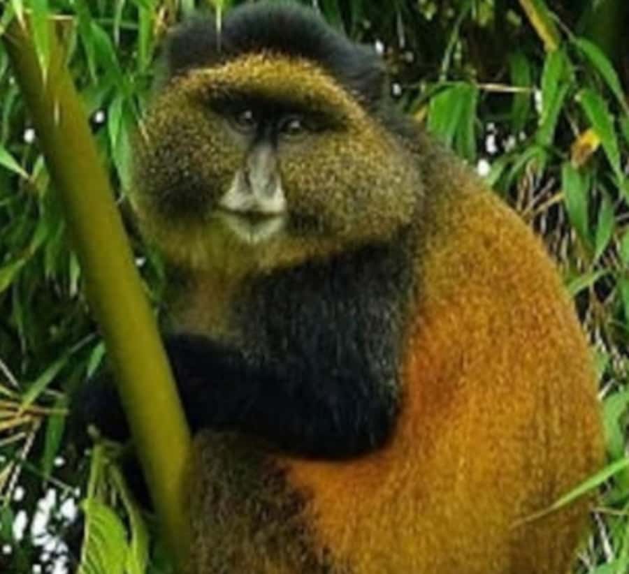 Golden Monkey Trekking with lunch - Is $320, plus the permit, good value?