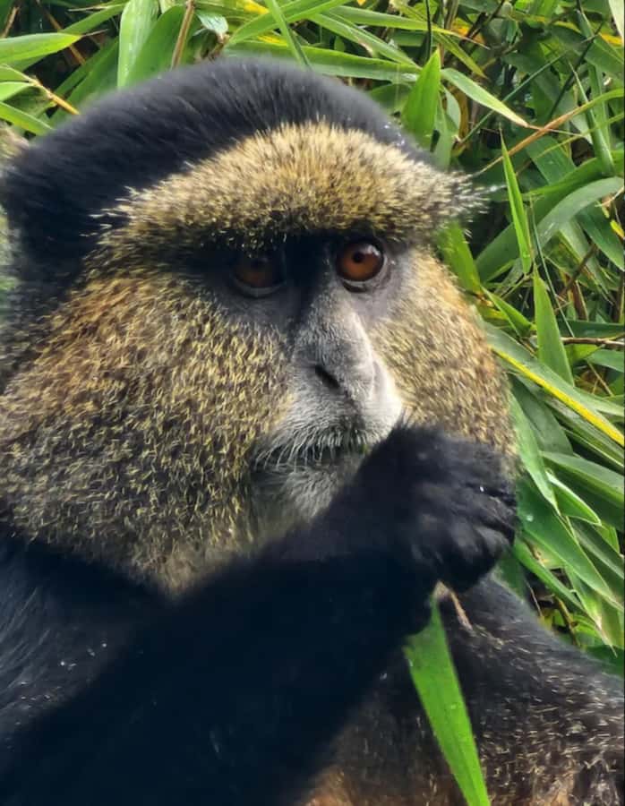 Golden Monkey Trekking with lunch - Who should book this trek?