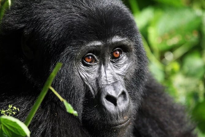Gorilla Trekking Adventure - A Day trip (Only transfer) - Key points before you book