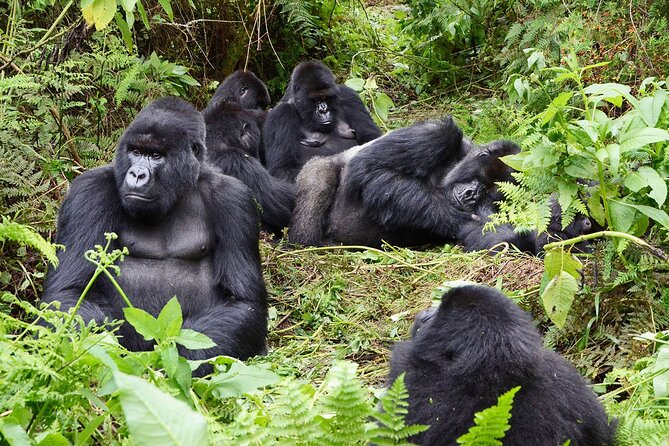 Gorilla Trekking Adventure - A Day trip (Only transfer) - Leaving Kigali at 4:00 am