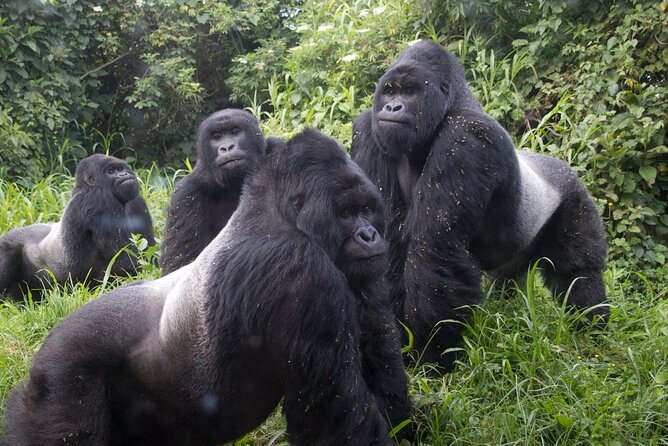 Gorilla Trekking Adventure - A Day trip (Only transfer) - The value of a private guide
