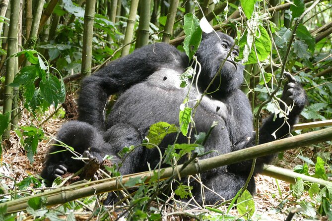 Gorilla Trekking Adventure - A Day trip (Only transfer) - Lunch, coffee, and the practical comforts