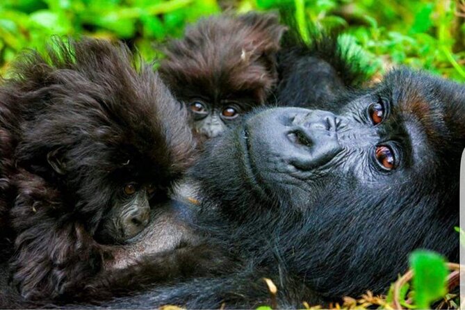 Gorilla Trekking Adventure - A Day trip (Only transfer) - What the $328.96 price really covers
