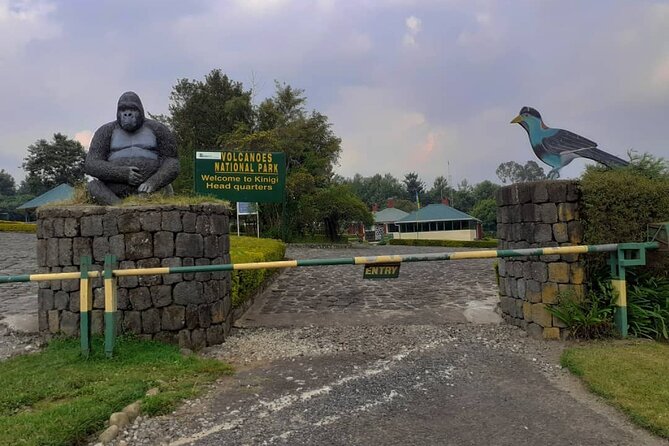 Gorilla Trekking Adventure - A Day trip (Only transfer) - Booking, weather, and cancellation
