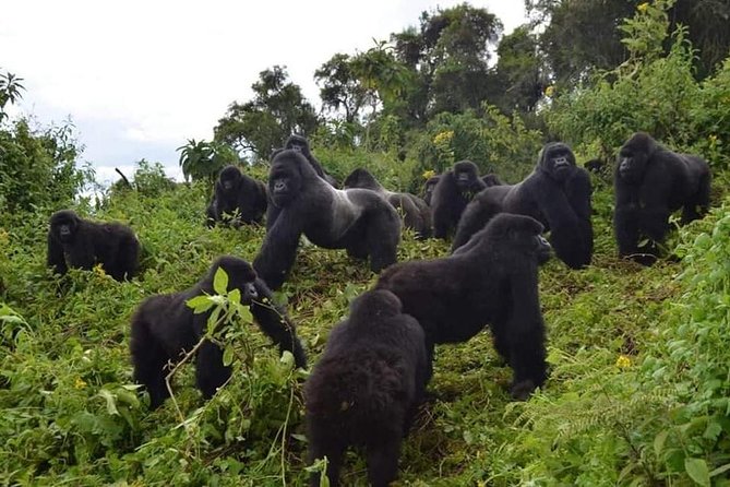 Gorilla trekking &wildlife adventure in Rwanda - Five things that make this Rwanda safari different