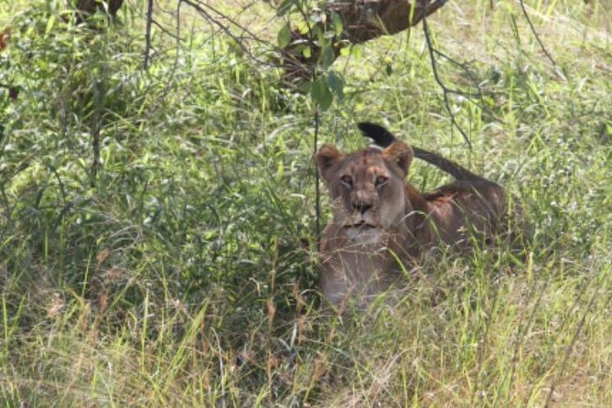 Gorilla trekking &wildlife adventure in Rwanda - Akagera National Park and open-country game drives