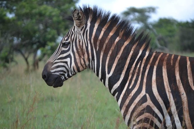 Gorilla trekking &wildlife adventure in Rwanda - Meals, lodging, and transport