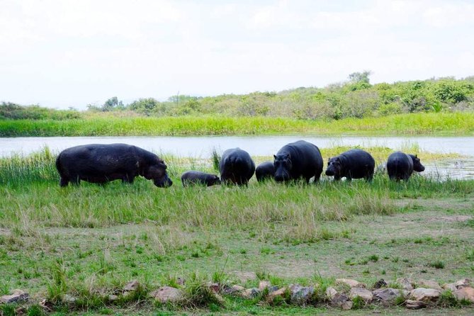 Gorilla trekking &wildlife adventure in Rwanda - Is $7,687 a fair price?