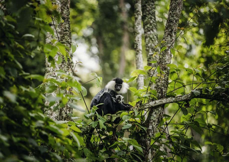 Kigali:1 Day Nyungwe Canopy Walk & Waterfall Tour adventure - The real price: $290 plus the park fee