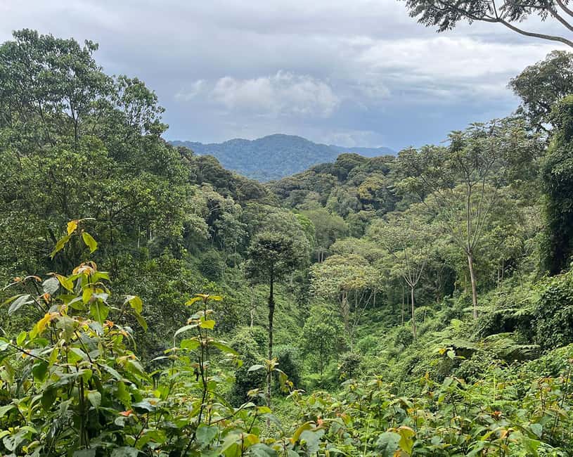 Kigali:1 Day Nyungwe Canopy Walk & Waterfall Tour adventure - Nyungwe’s forest trails and possible wildlife