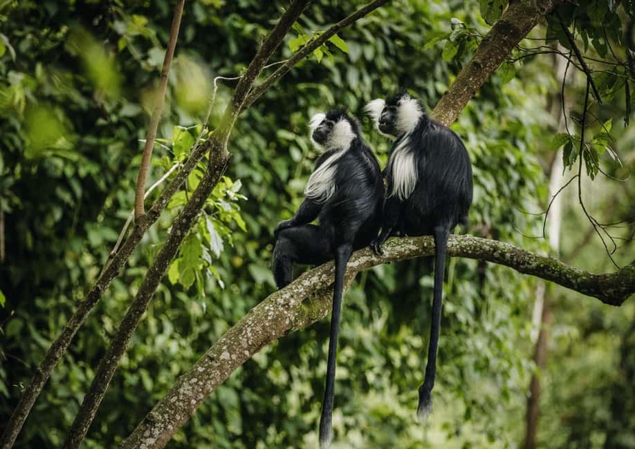 Kigali:1 Day Nyungwe Canopy Walk & Waterfall Tour adventure - Lunch at the park restaurant