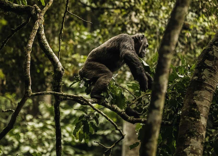 Kigali:1 Day Nyungwe Canopy Walk & Waterfall Tour adventure - The ride back to Kigali