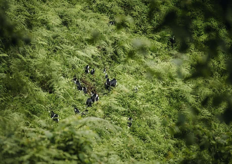 Kigali:1 Day Nyungwe Canopy Walk & Waterfall Tour adventure - Language, group size, and walking demands