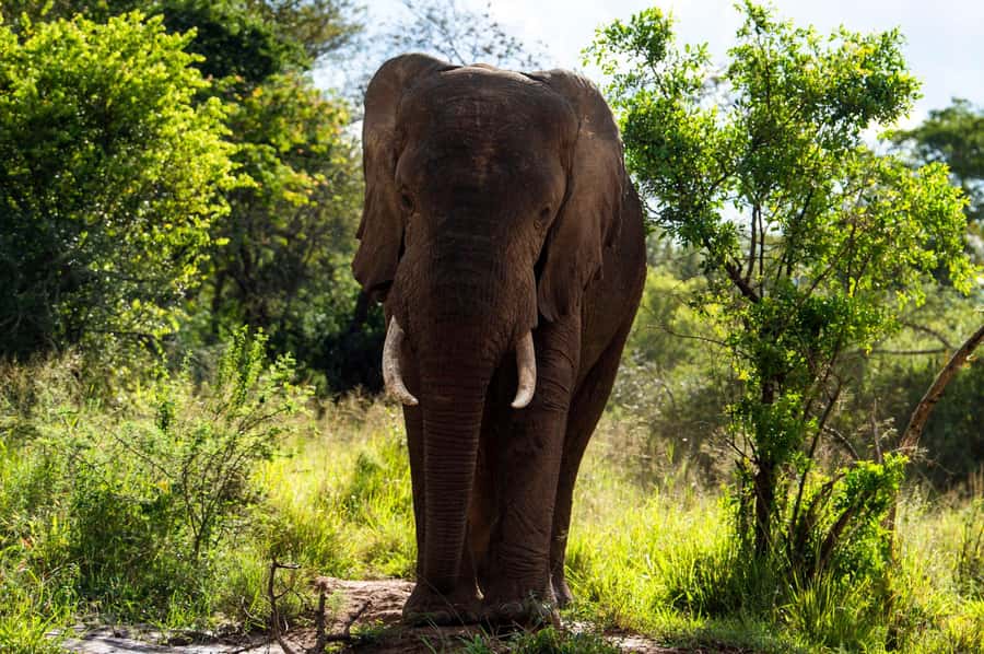 Kigali: Akagera National Park Luxury Day Trip with Boat Ride - Key points to know before you book
