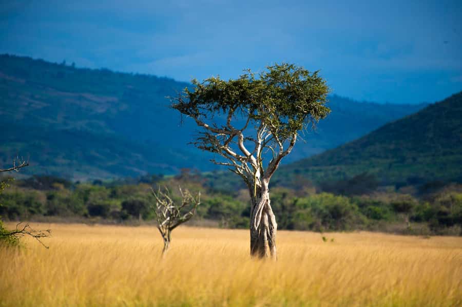 Kigali: Akagera National Park Luxury Day Trip with Boat Ride - Why Akagera works as a Kigali day trip