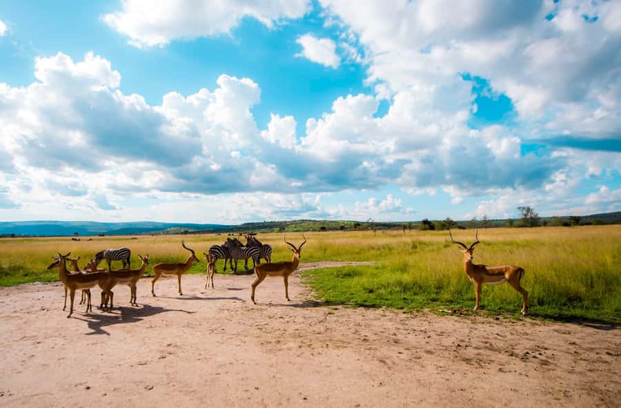 Kigali: Akagera National Park Luxury Day Trip with Boat Ride - The morning game drive and the Big Five search
