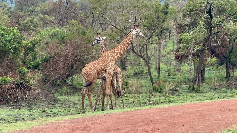 Kigali: Akagera National Park Luxury Day Trip with Boat Ride - What the $390 price really buys you