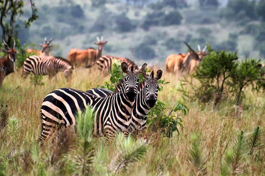 Kigali: Akagera National Park Luxury Day Trip with Boat Ride - My verdict on Akagera in one packed day
