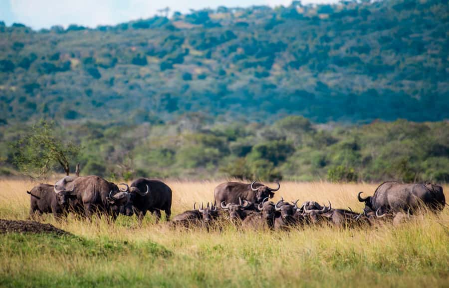 Kigali: Akagera National Park Luxury Day Trip with Boat Ride - The early transfer from Kigali