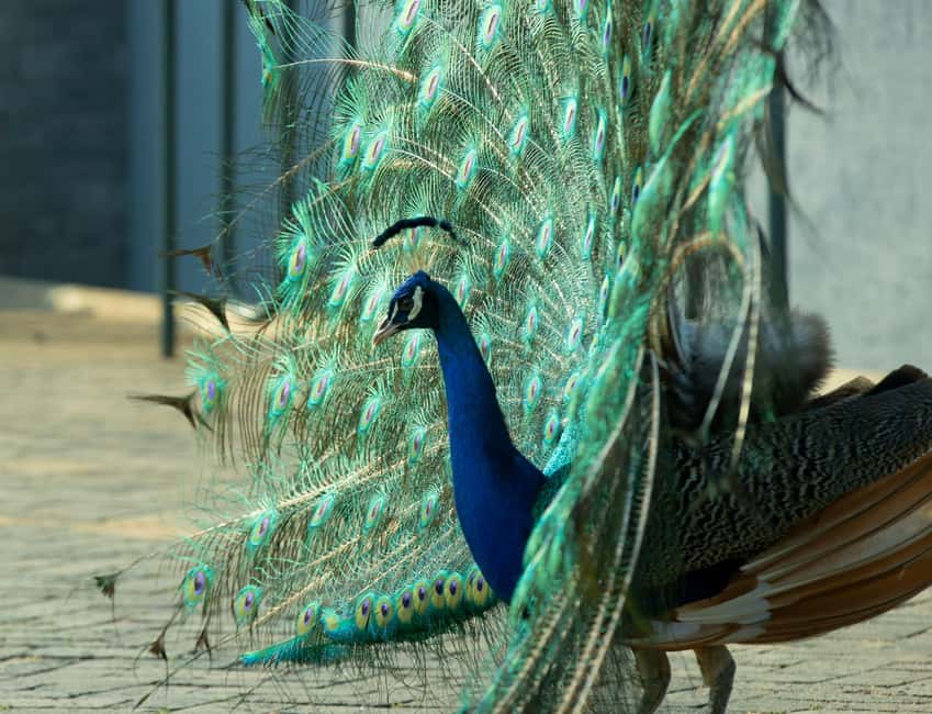 Kigali Eco Park Bird Watching Experience - Rain, timing, and the rhythm of birdwatching