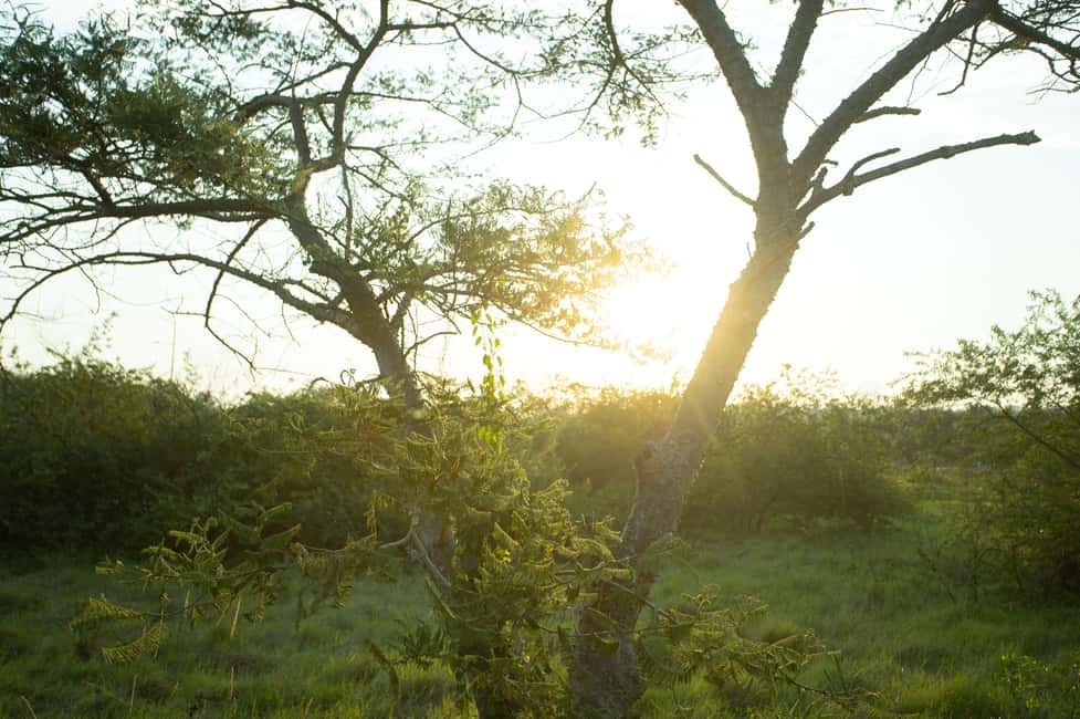 Kigali Eco Park Bird Watching Experience - Should you book the Nyandungu bird walk?