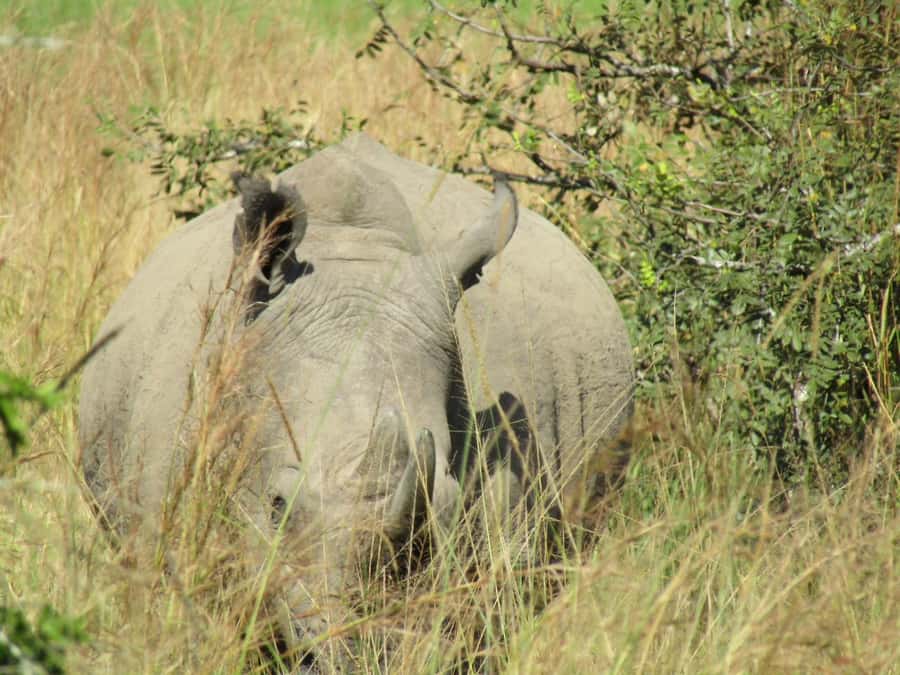 Kigali: Full-Day Akagera Safari + Optional Boat Ride - Key points to know before booking