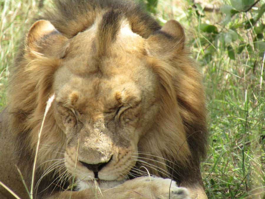 Kigali: Full-Day Akagera Safari + Optional Boat Ride - Picnic lunch beside Akagera’s lakes
