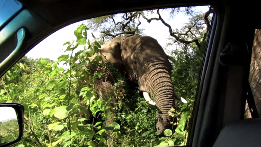 Kigali: Full-Day Akagera Safari + Optional Boat Ride - The afternoon drive and the optional Lake Ihema boat ride