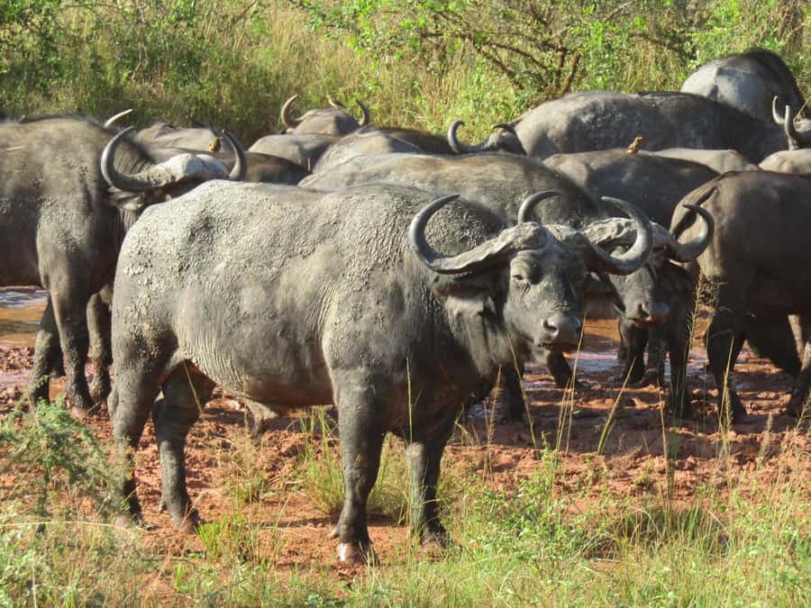 Kigali: Full-Day Akagera Safari + Optional Boat Ride - What the guides add to the day