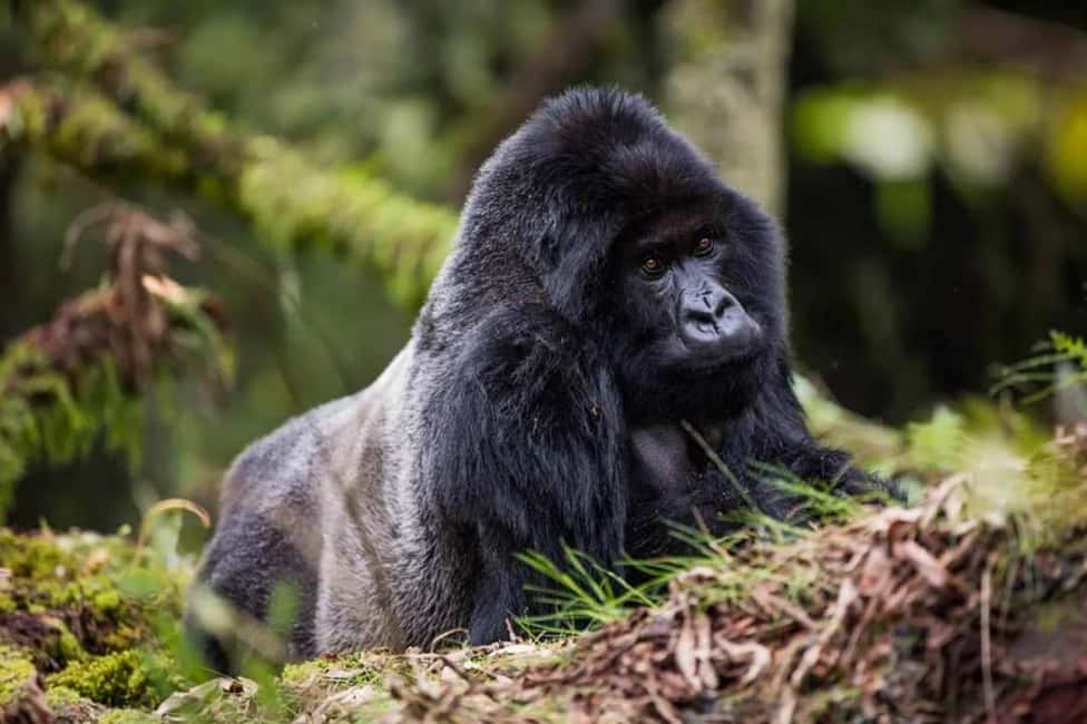 Kigali: Gorilla Trekking in Volcanoes National Park - Key points before you book