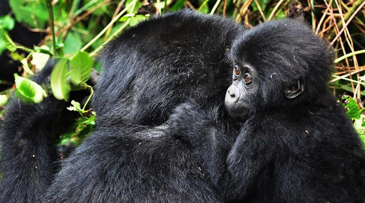 Kigali: Gorilla Trekking in Volcanoes National Park - Why this Kigali gorilla trip is worth serious thought