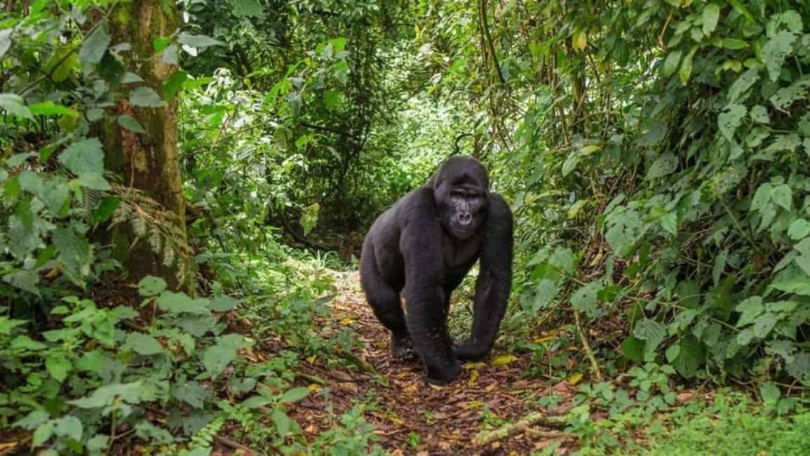 Kigali: Gorilla Trekking in Volcanoes National Park - What the $299 price really covers