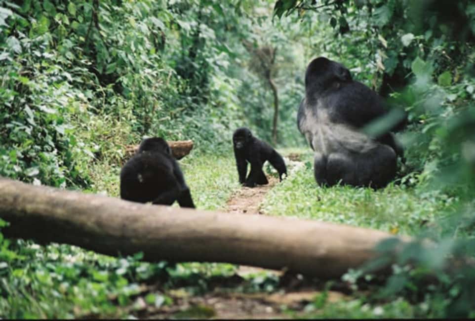 Kigali: Gorilla Trekking in Volcanoes National Park - A 4:30 a.m. start from Kigali