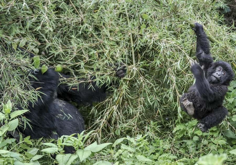 Kigali: Rwanda Gorilla Tracking in Volcanoes National Park - Key points to know before booking